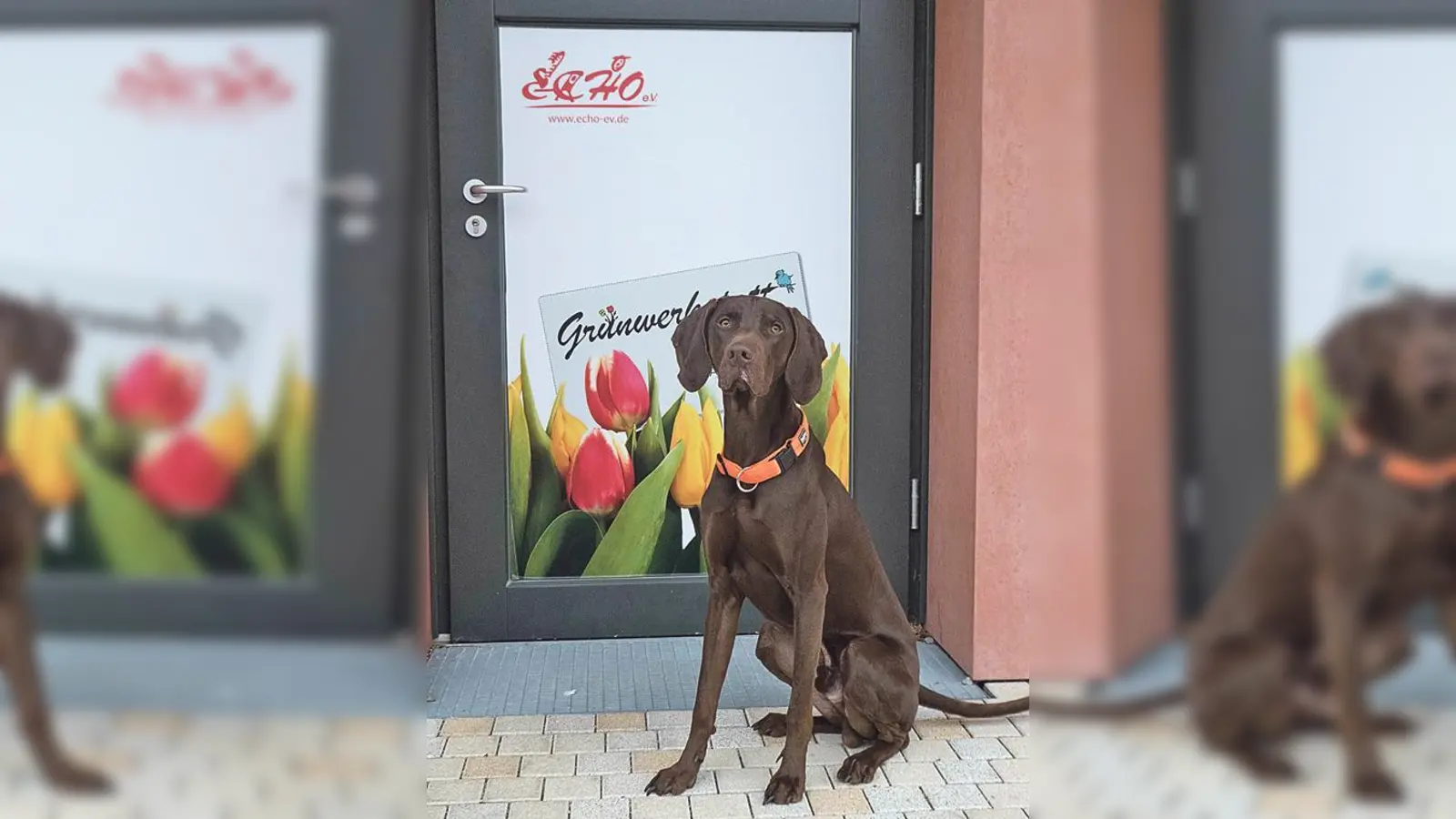 Workshop zur Veranstaltungsreihe »Mensch und Hund in der Messestadt  es ist nicht alles Hund, was bellt!«.	 (Foto: VA)