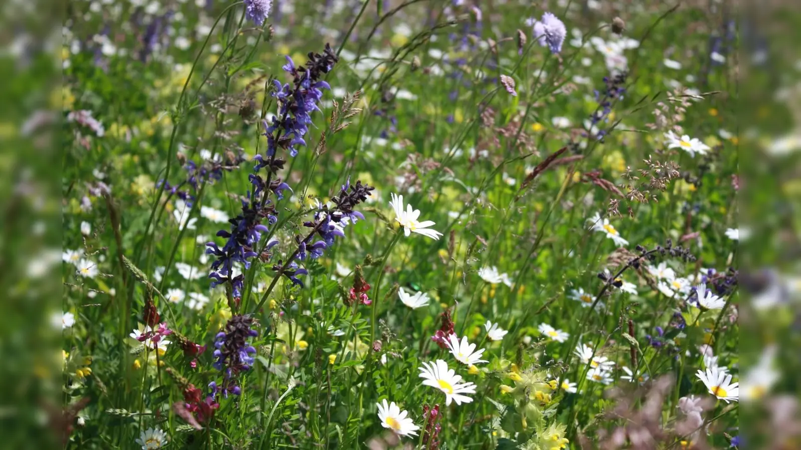 Das abgegebene Saatgut soll sich explizit abheben von „Marketing-Tütchen“ für nur etwa einen Quadratmeter Blumenwiese, wie sie derzeit oft verteilt werden. (Foto: VA)