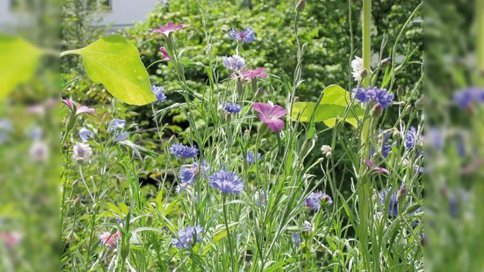 Augen- und Bienenweide.	 (Foto: privat)