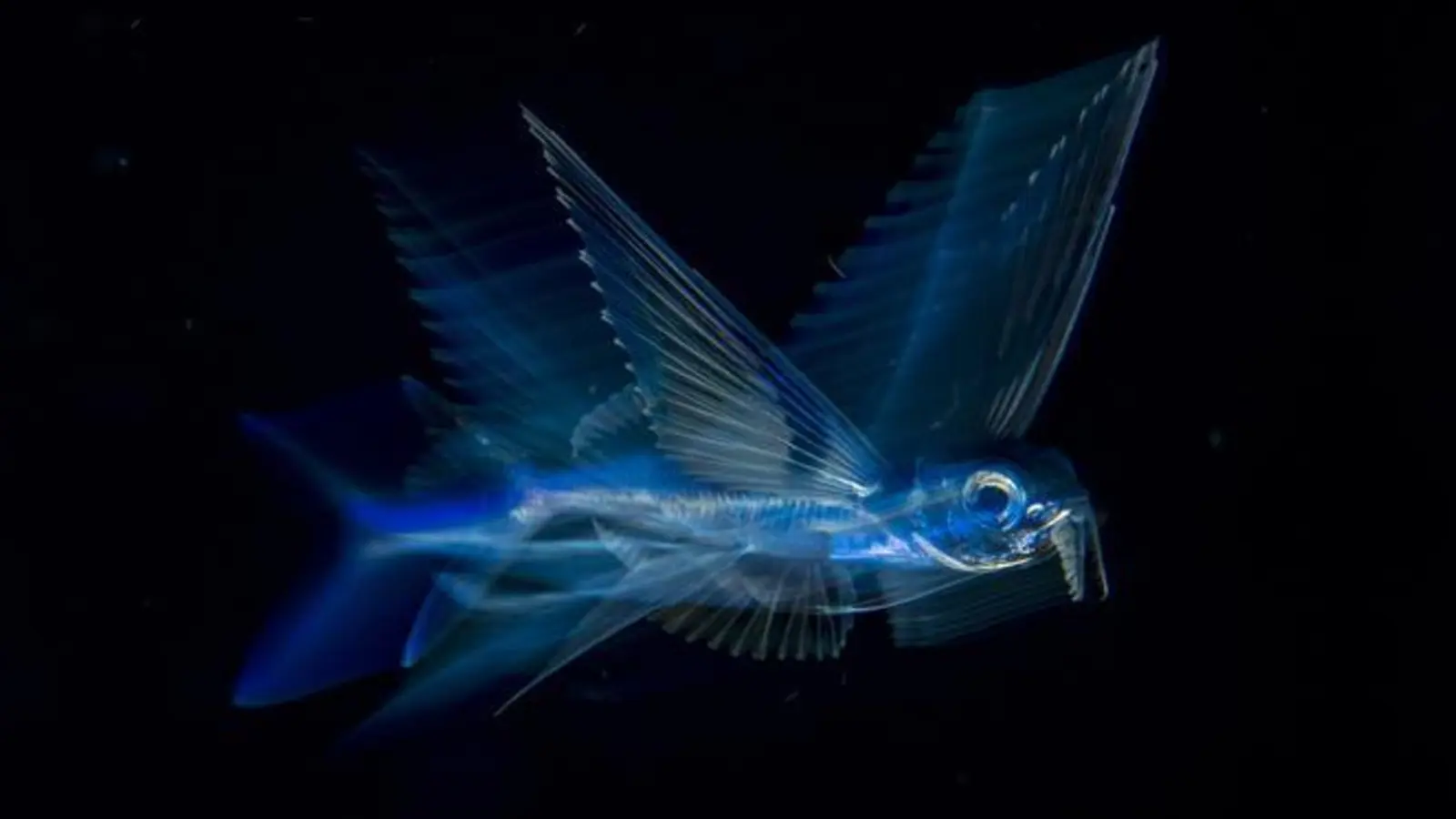 »Flying Fish in Motion«: Fliegender Fisch im August 2017 aufgenommen in Florida.                   (Foto: © Michael Patrick O'Neill)