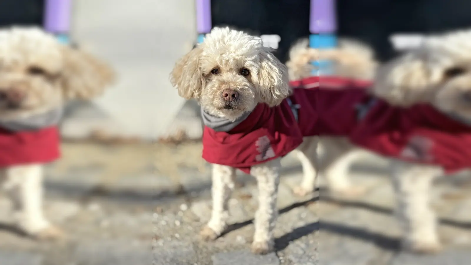 Pudel Maxi. (Foto: Tierheim Riem)