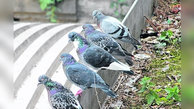 Durch eine konsequente Umsetzung des Augsburger Modells könnte die Stadttaubenpopulation in München auf ein verträgliches Maß reduziert werden. (Foto: bb)