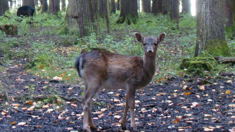 Während der Brut- und Setzzeit soll das Wild in Ruhe gelassen werden.  (Foto: pst)
