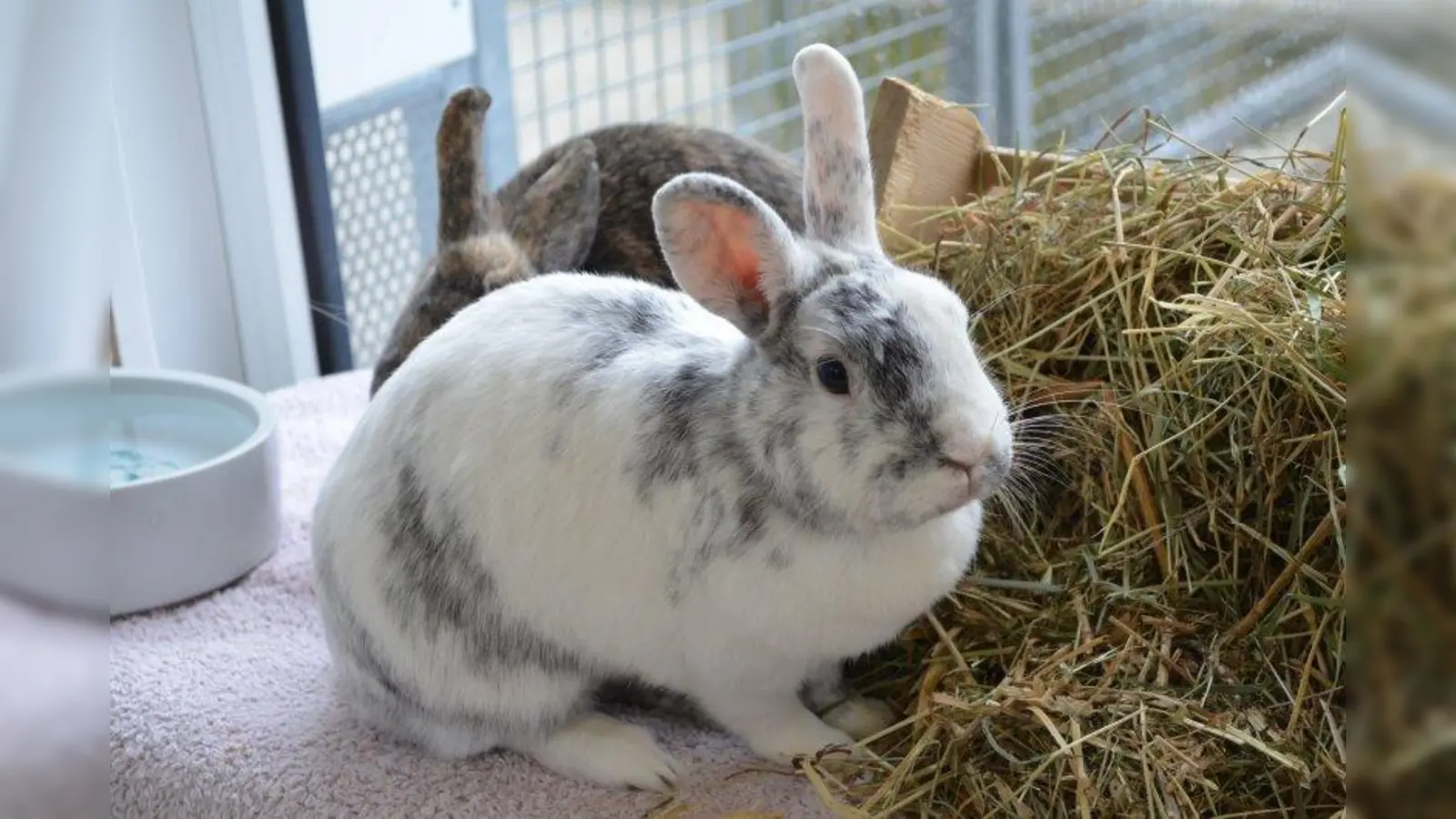 Klein aber oh-ho! Was man alles bei der Haltung, Ernährung und Pflege von Kaninchen beachten muss, erklären der Tierschutzverein und die Kaninchenhilfe Deutschland am 22. März im Münchner Tierheim. (Foto: eis)