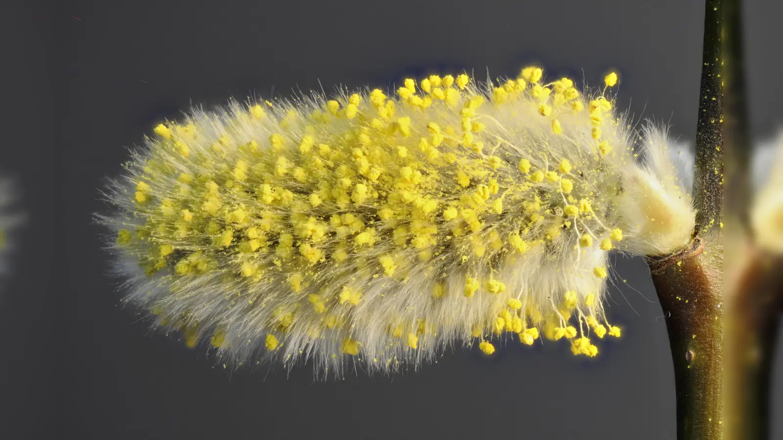 Die dichte, weiche Behaarung der Palmkätzchen dient als Kälteschutz. Als Palmkätzchen bezeichnet man die weiblichen und männlichen Blütenstände der Salweide, Salix caprea. Das Foto zeigt einen männlichen Blütenstand. (Foto: MVM – Mikrobiologische Vereinigung München e. V.)