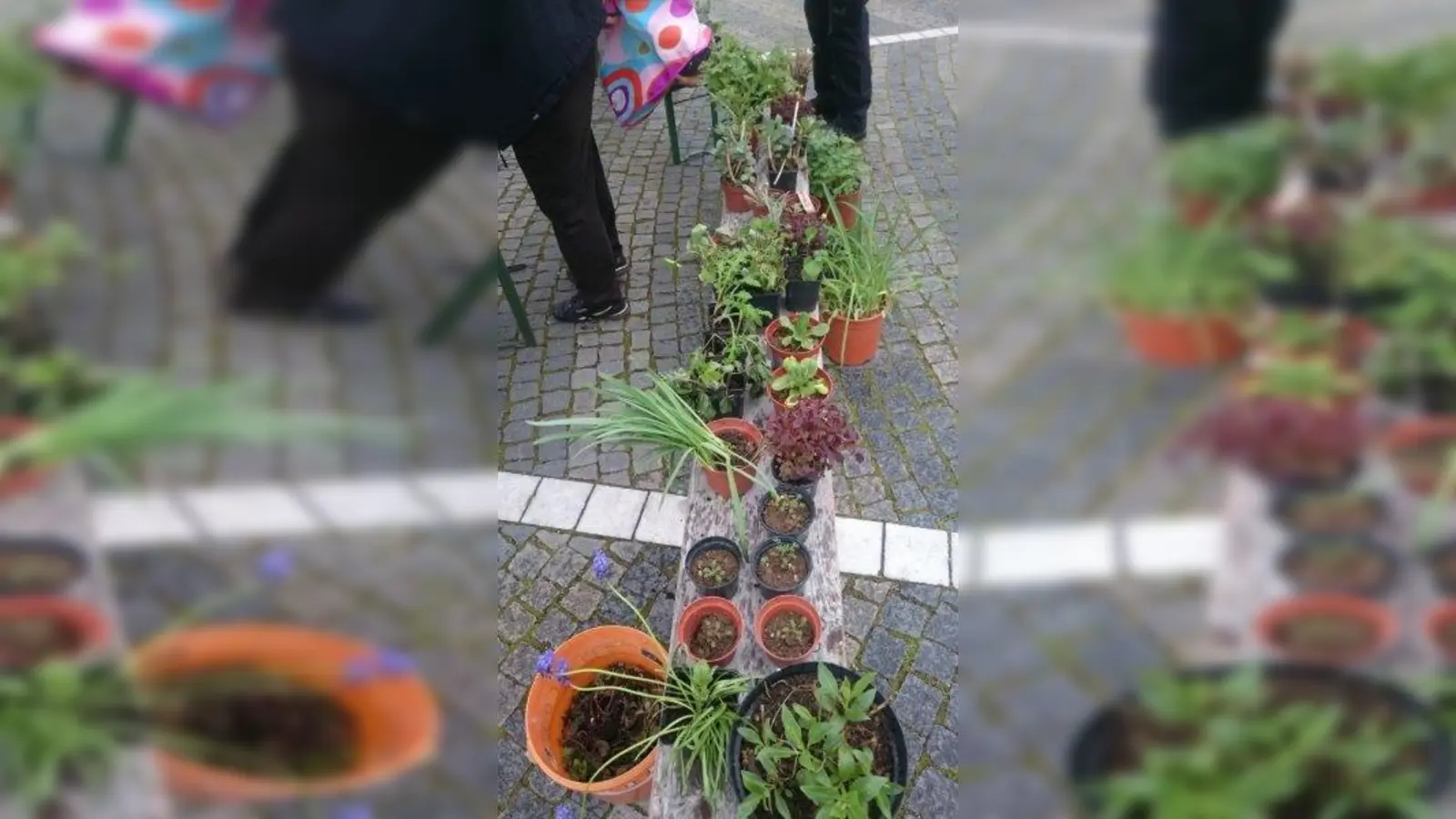 Die Lokale Agenda 21 lädt zum Pflanzentauschmarkt am 27. April herzlich ein. (Foto: Lokale Agenda 21)