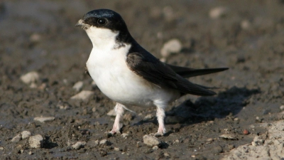 14 Zentimeter misst die Mehlschwalbe, die ihren Namen von ihren weißen Körperteilen hat. Ganz groß raus kommt sie als „Vogel des Jahres 2027”.  (Foto: Zdenek Tunka)