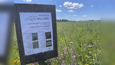 Die Infotafel an der Bienenweide ermöglicht einen Einblick in den Hintergrund der Artenvielfalt. (Foto: Gemeinde Alling)