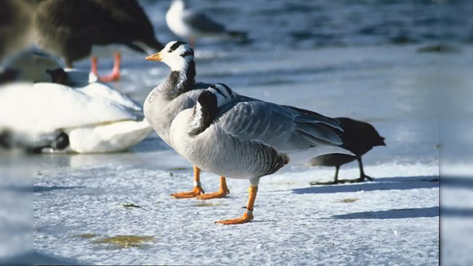 Gelegentlich überwintern Streifengänse im Nymphenburger Schlosspark.	 (Foto: Silke Sorge)