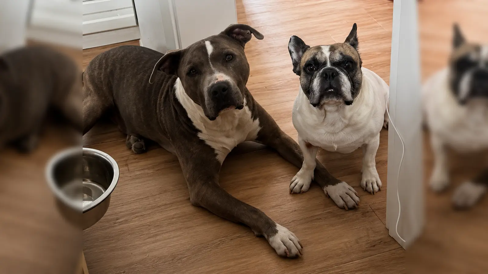 So ein Glück: Otto (l.) hat nach fünf Jahren endlich ein Zuhause gefunden. Und eine neue Freundin. (Foto: privat)