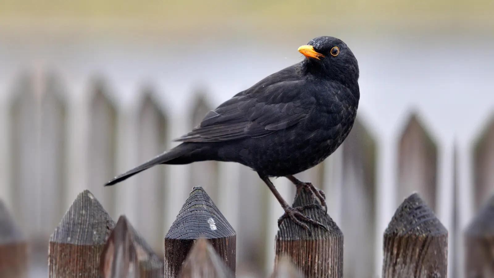 Die Amsel, hier ein Männchen, gehört zu den bekanntesten Singvögeln in Deutschland.  (Foto: Wolfgang Bock, LBV Bildarchiv)