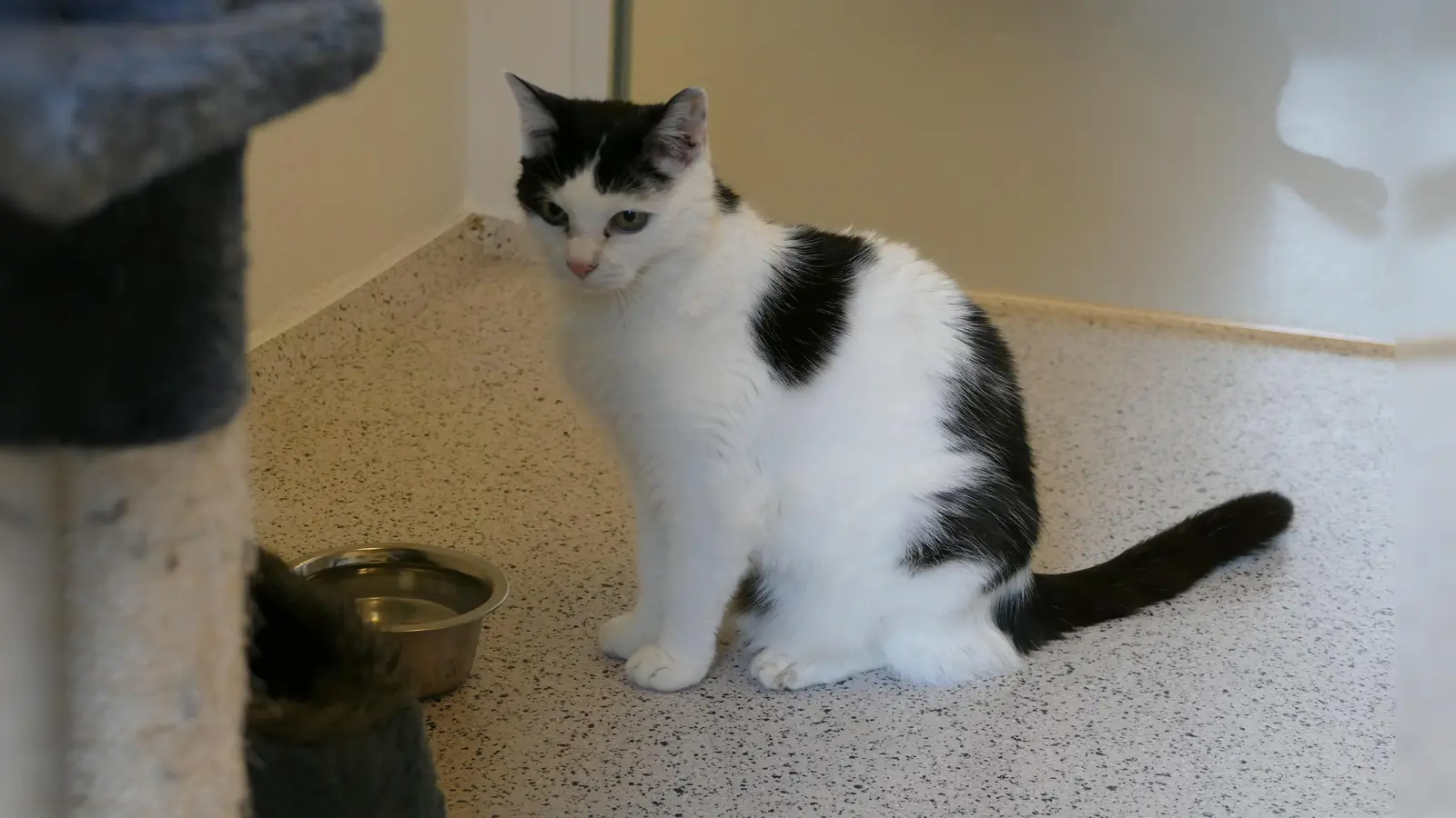 Churri wird in Wohnungshaltung vermittelt. (Foto: Tierheim Riem)