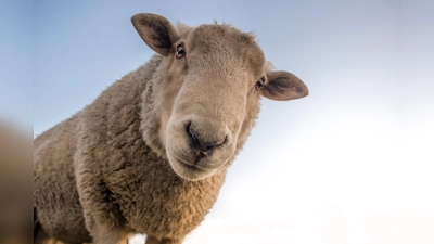 Insgesamt 25 Kinder können am Schafhalterkurs in Ismaning teilnehmen. (Foto: CC0)