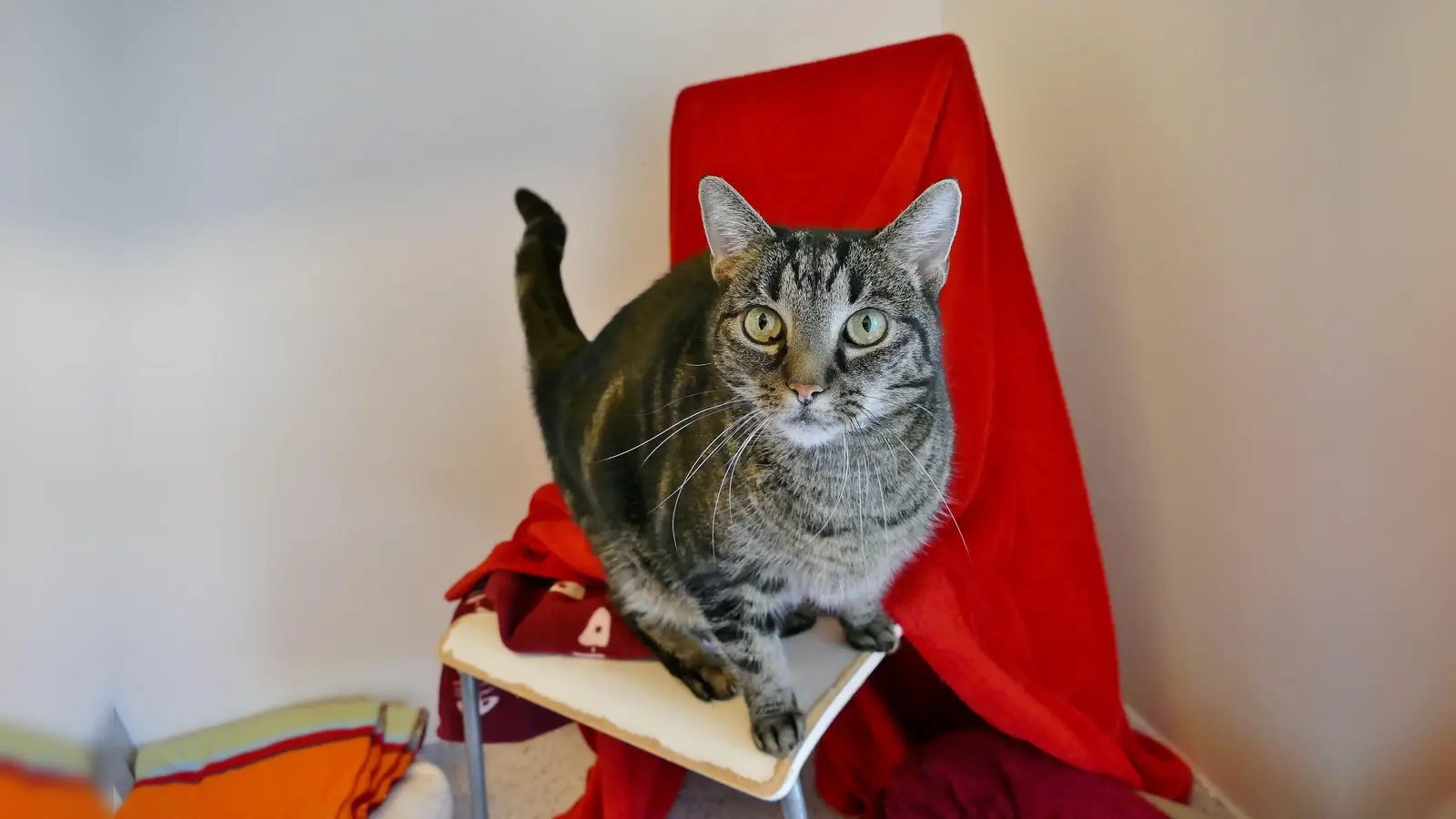 Unsere Europäisch Kurzhaar-Katze Yumi. (Foto: Tierheim Riem)