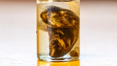 Sie misst nur knapp drei Zentimeter und verursacht dennoch große Probleme: die Quagga-Muschel. (Foto: Landratsamt)