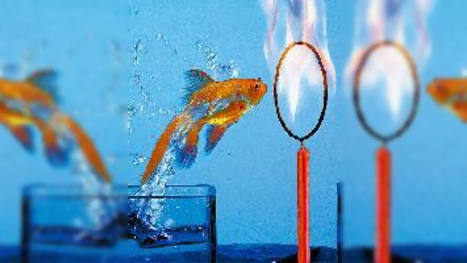 Wie springt der Goldfisch durchs Feuer?	 (Foto: Privat)