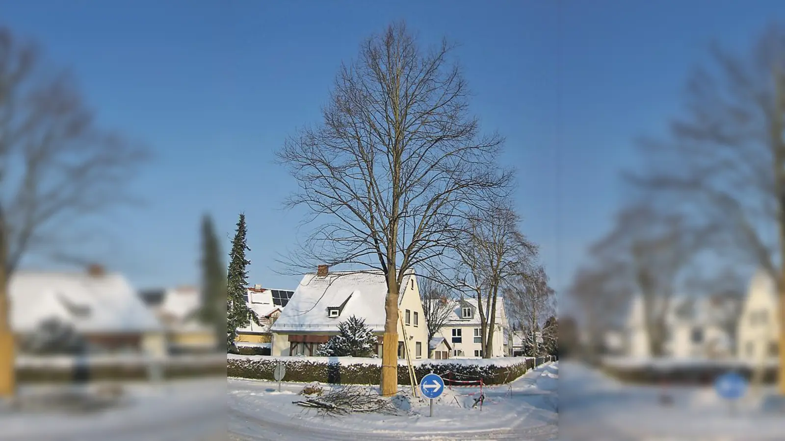 Neue Heimat anstatt ein Opfer der Säge: Fünf Bäume wurden verpflanzt.	 (Foto: Stadt Garching)