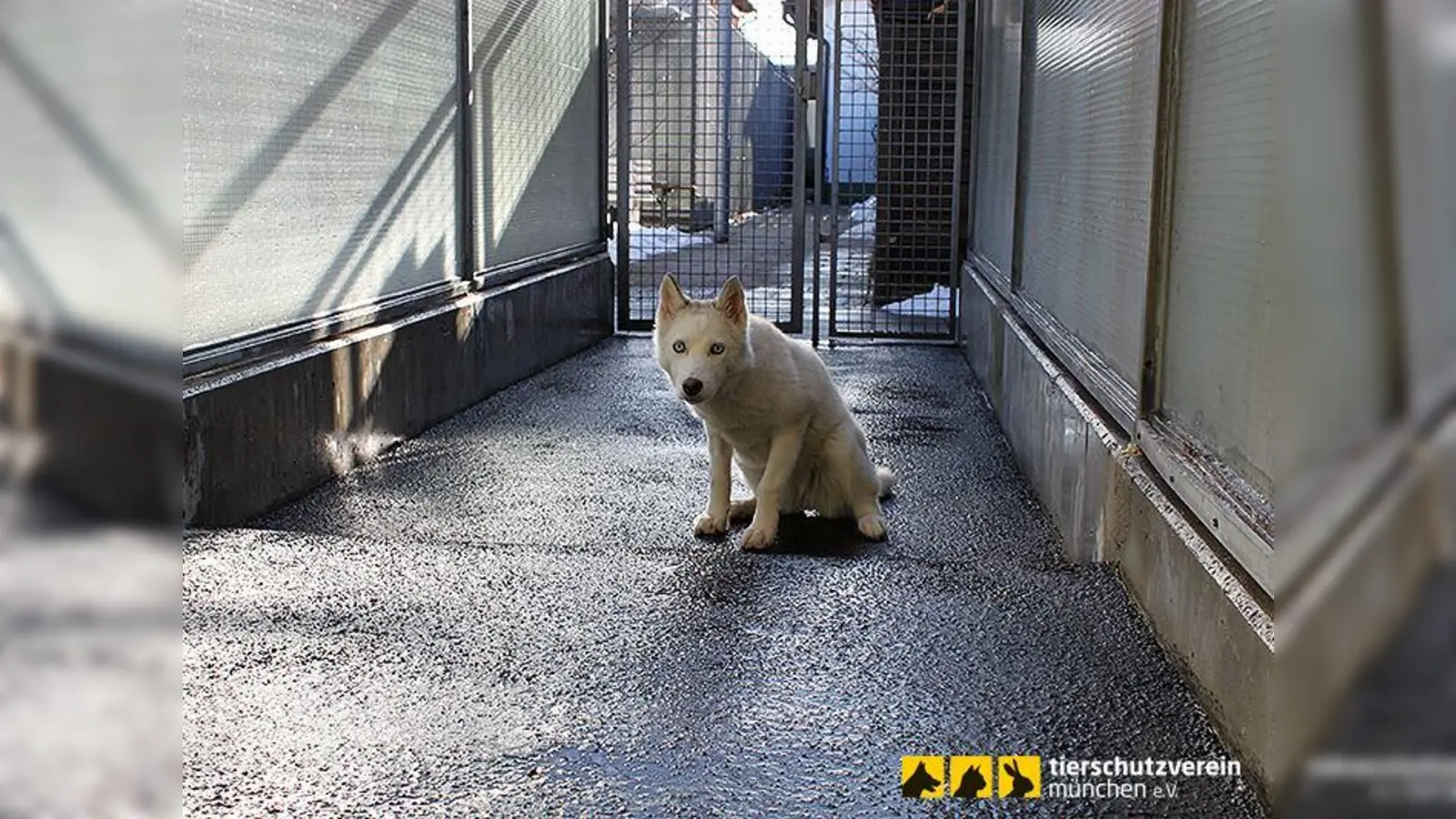 Die aktuelle Hunde-Quarantänestation ist in schlechtem Zustand und voller Asbest. Auch gibt es keine Möglichkeit, den Hunden Freigang zu bieten. (Foto: Tierschutzverein München)