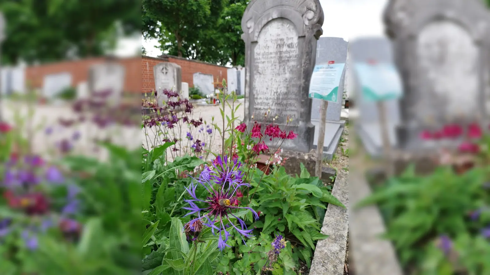 Eine ganz besondere Führung findet am Donnerstag, 9. Oktober, über den alten Friedhof statt.  (Foto: Stadt Ebersberg)