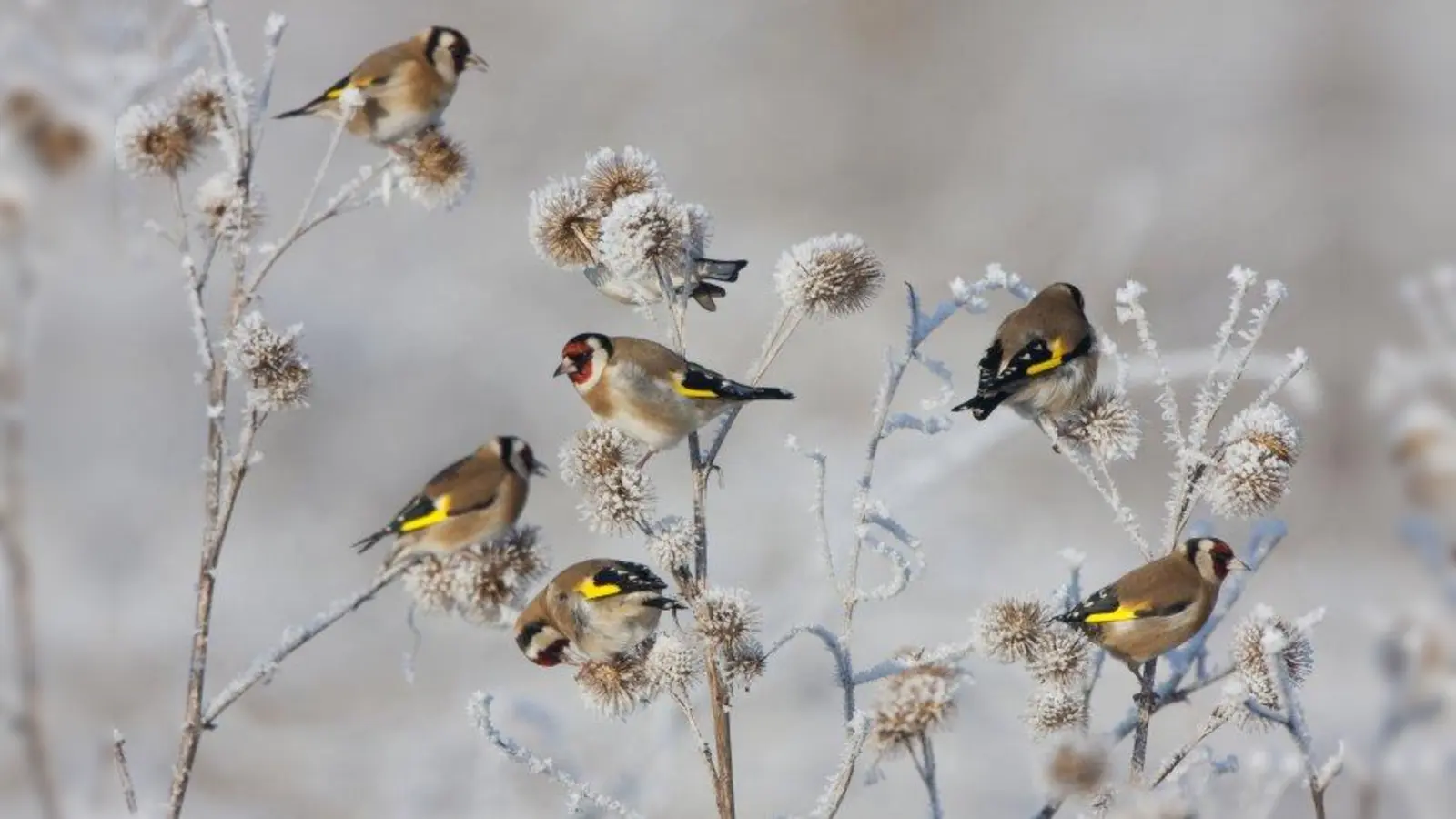 Hübsch anzusehen: Der Stieglitz ist der Vogel des Jahres 2016. (Foto: Buiten-beeld/Bart Wullings/NatureasArt)