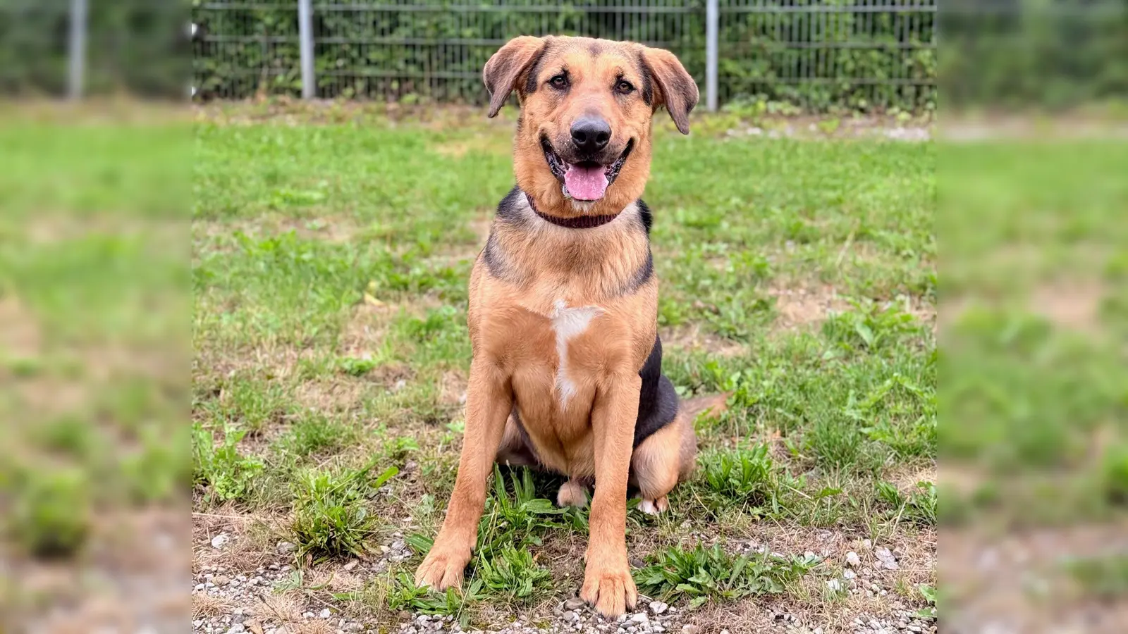Milo hat einen starken Jagdtrieb bei Katzen. (Foto: Tierheim Riem)