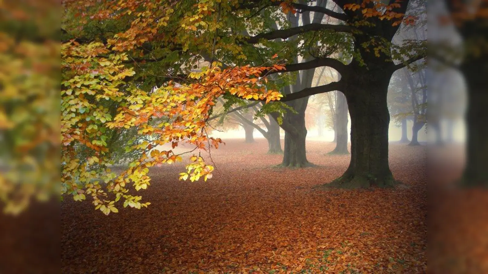 Der Herbst färbt die Wälder wieder bunt ein. Jetzt kann im Garten schon für das kommende Frühjahr geplanzt werden. (Foto: SarahC/pixelio)