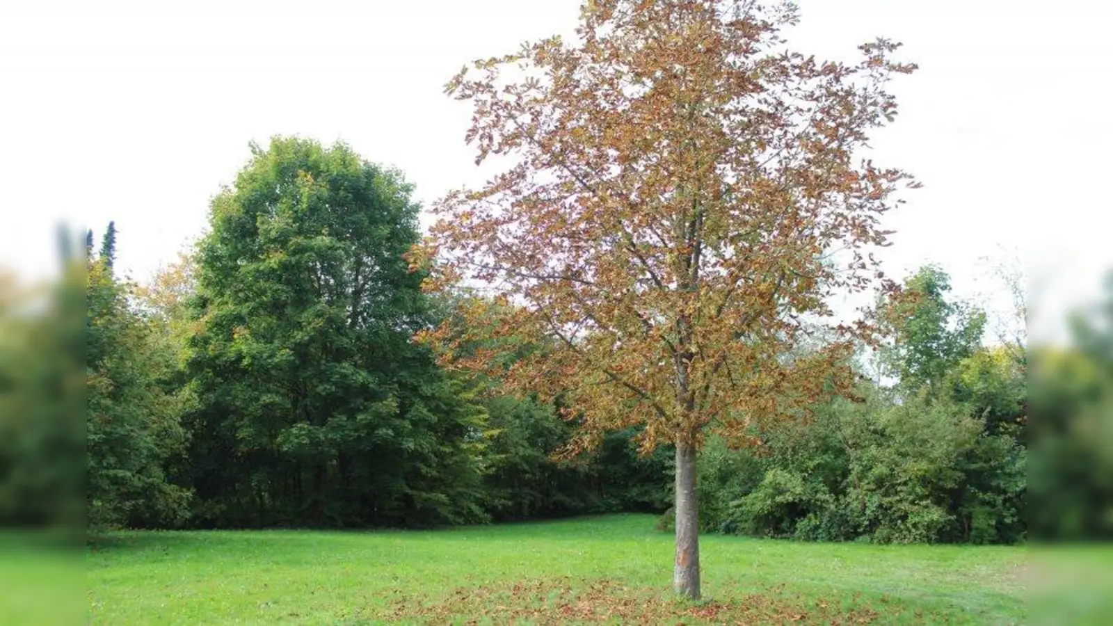 Die Grünfläche am Ende der Freseniusstraße liegt genau an der Grenze der beiden Stadtbezirke Allach-Untermenzing und Pasing-Obermenzing. (Foto: sb)