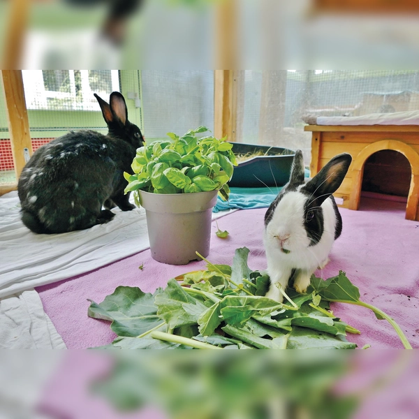 Die Kaninchen Queeny und Schorschie suchen ein gemeinsames neues Zuhause. (Foto: Tierheim Riem)