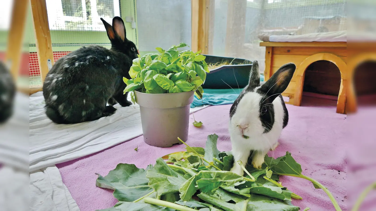 Die Kaninchen Queeny und Schorschie suchen ein gemeinsames neues Zuhause. (Foto: Tierheim Riem)