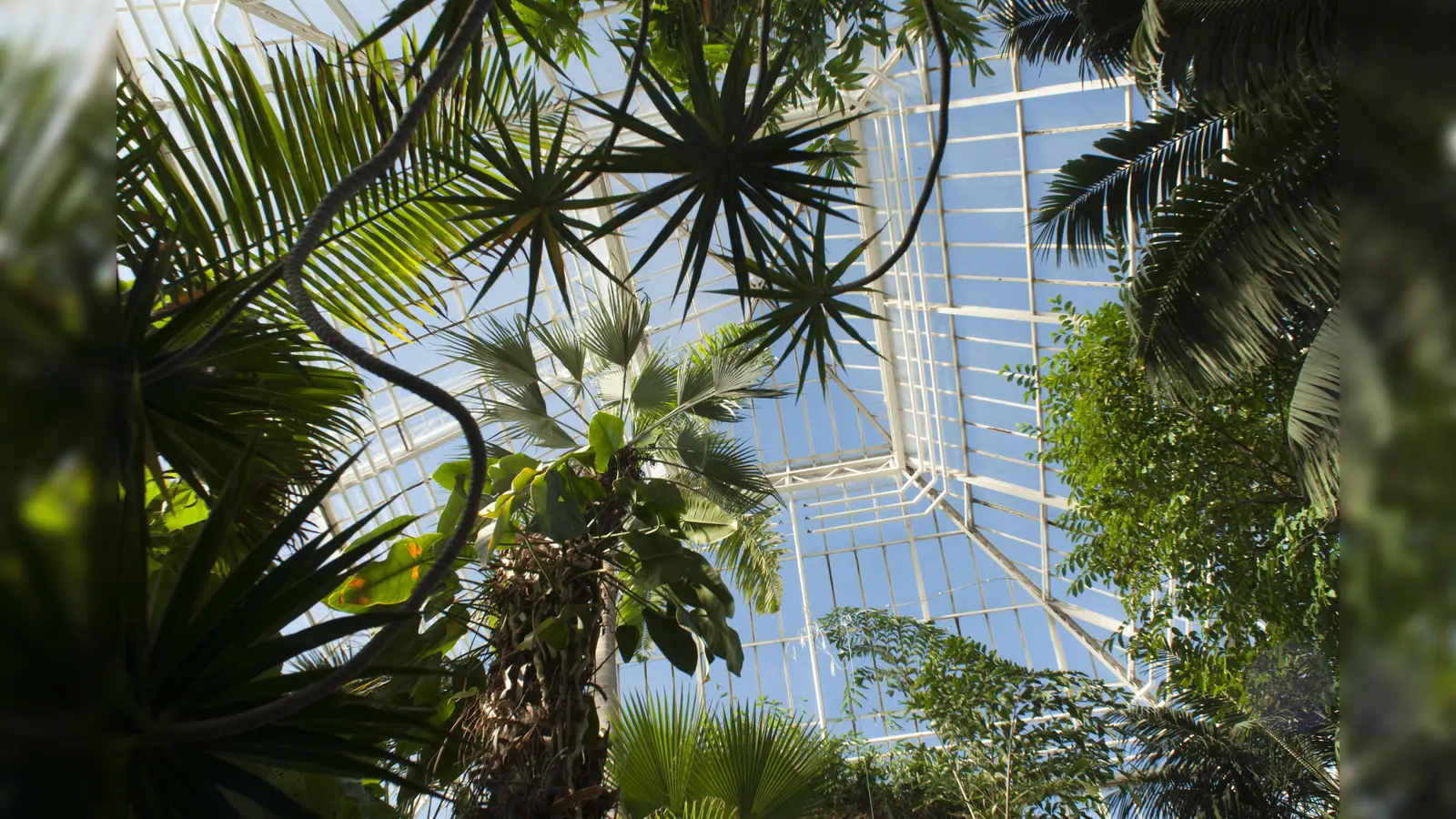 Blick in die Kuppel des Palmenhauses mit Wedeln von Fächer- und Fiederpalmen. (Foto: Franz Höck, Archiv Botanischer Garten München-Nymphenburg)