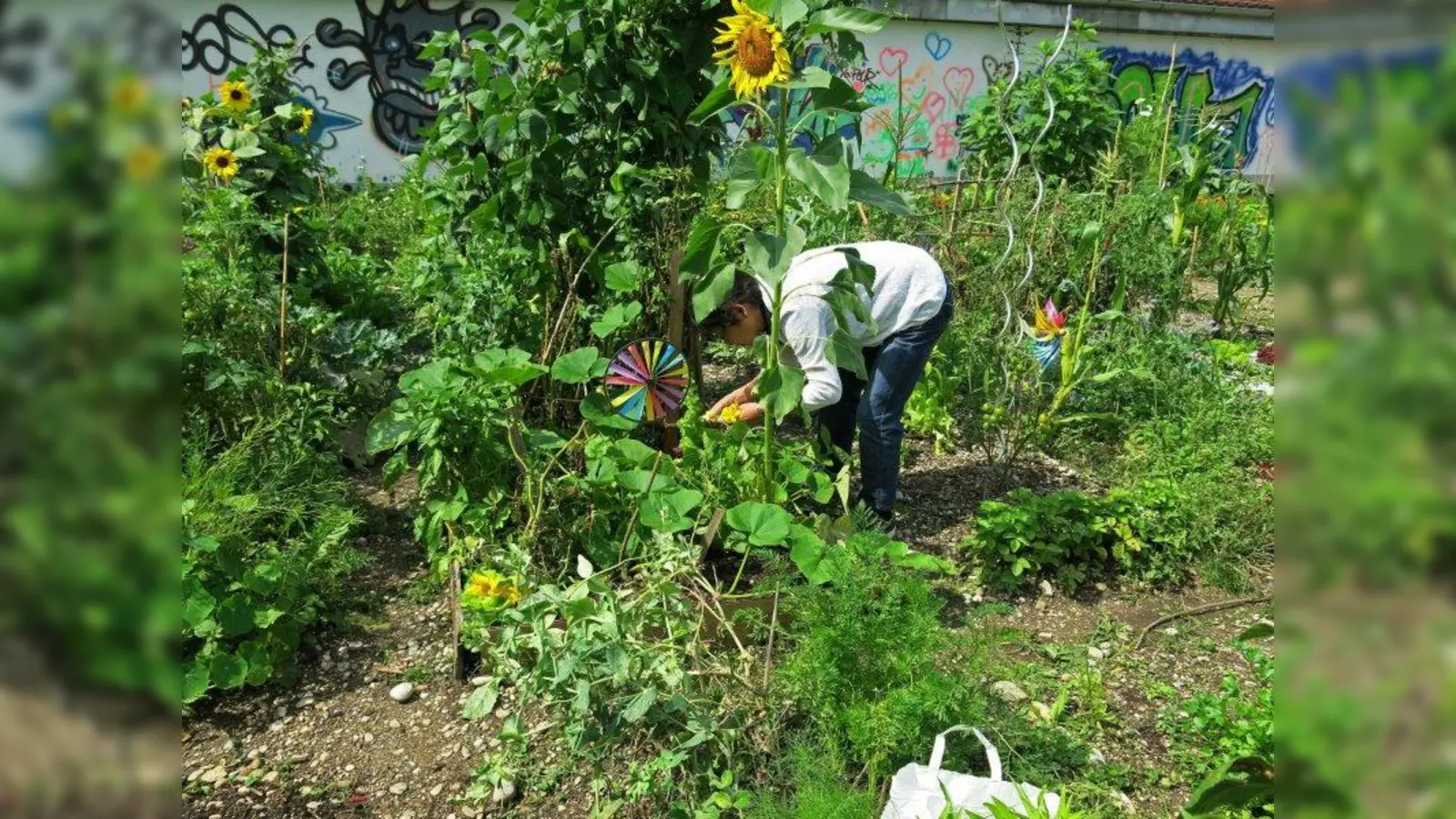 100 Parzellen wurden in der „Essbaren Stadt” vergeben. Für das Projekt beworben hatten sich mehr als doppelt so viele Interessenten. (Foto: Eleni Ehlers)