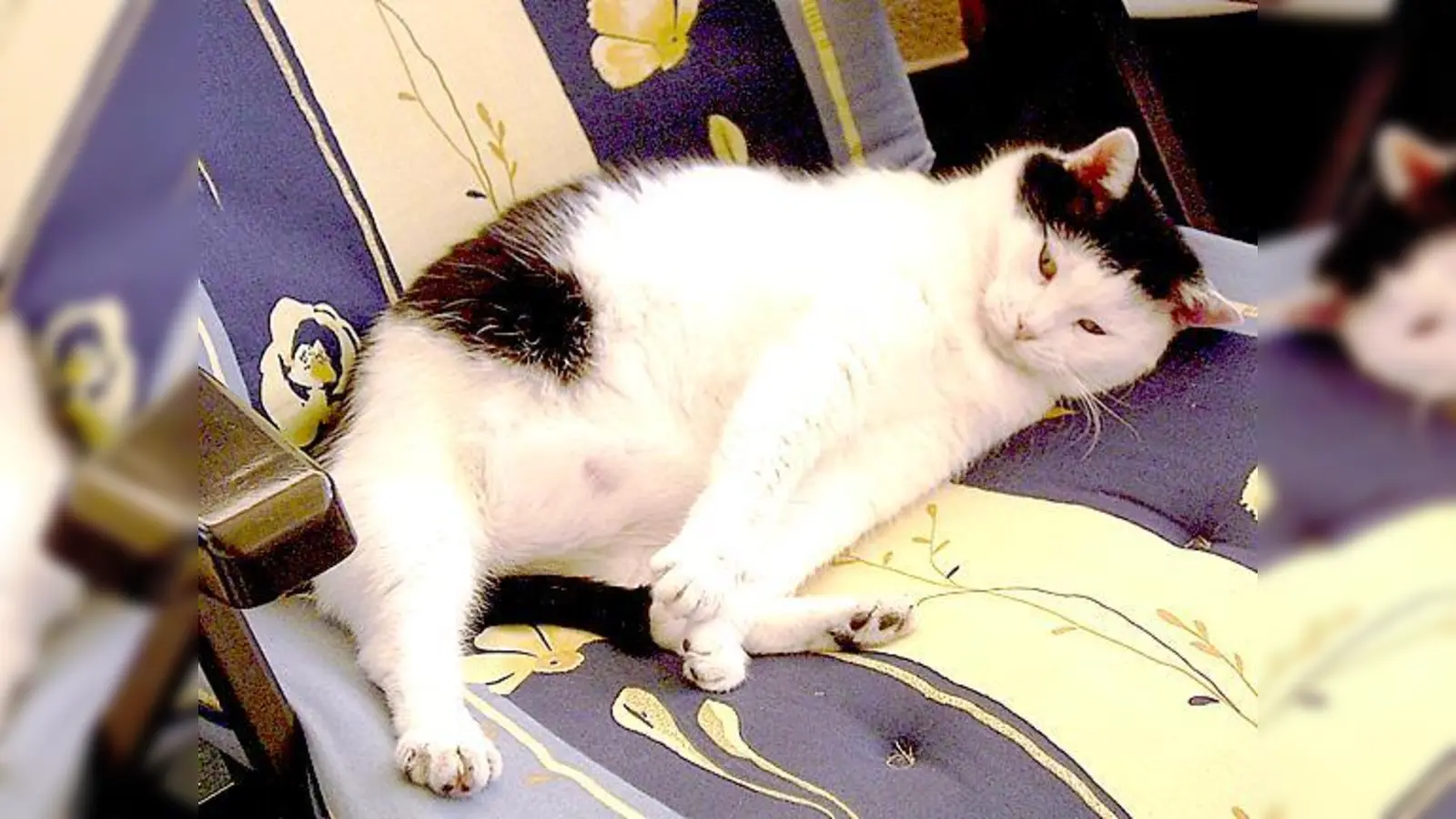 Auch Katze Baghira bleibt gut versorgt auf Balkonien, wenn ihre Besitzer Urlaub machen.	 (Foto: VA)