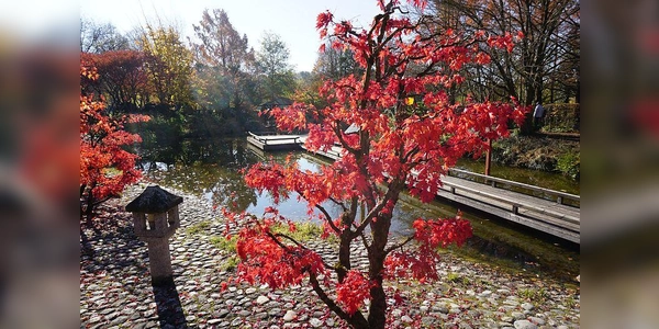 Gertrud Fassnacht führt in die japanische Betrachtungsweise des Herbstes ein. (Foto: Gertrud Fassnacht )