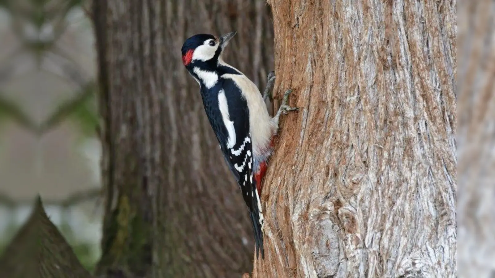 Zwei Zehen sind nach hinten und zwei nach vorne gebogen - so krallt sich der Buntspecht sicher an den Baumstamm. Der kurze kräftige Schwanz stützt dabei. (Foto: Thomas Hager)