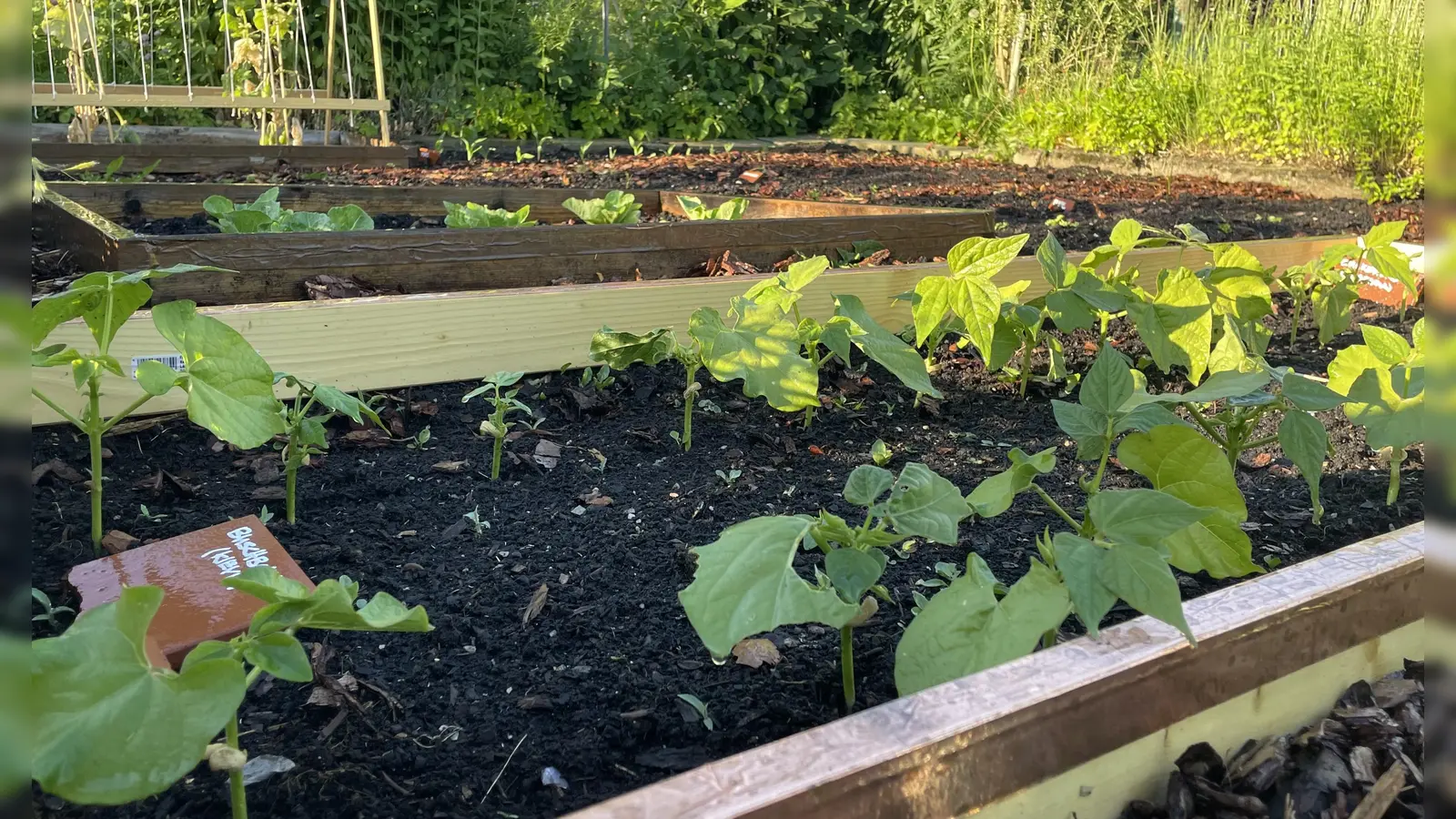 Hochbeete auf öffentlichem Grund können auch vor Wohnhäusern aufgestellt werden, wenn einige Voraussetzung beachtet werden. (Foto: Beatrix Köber)