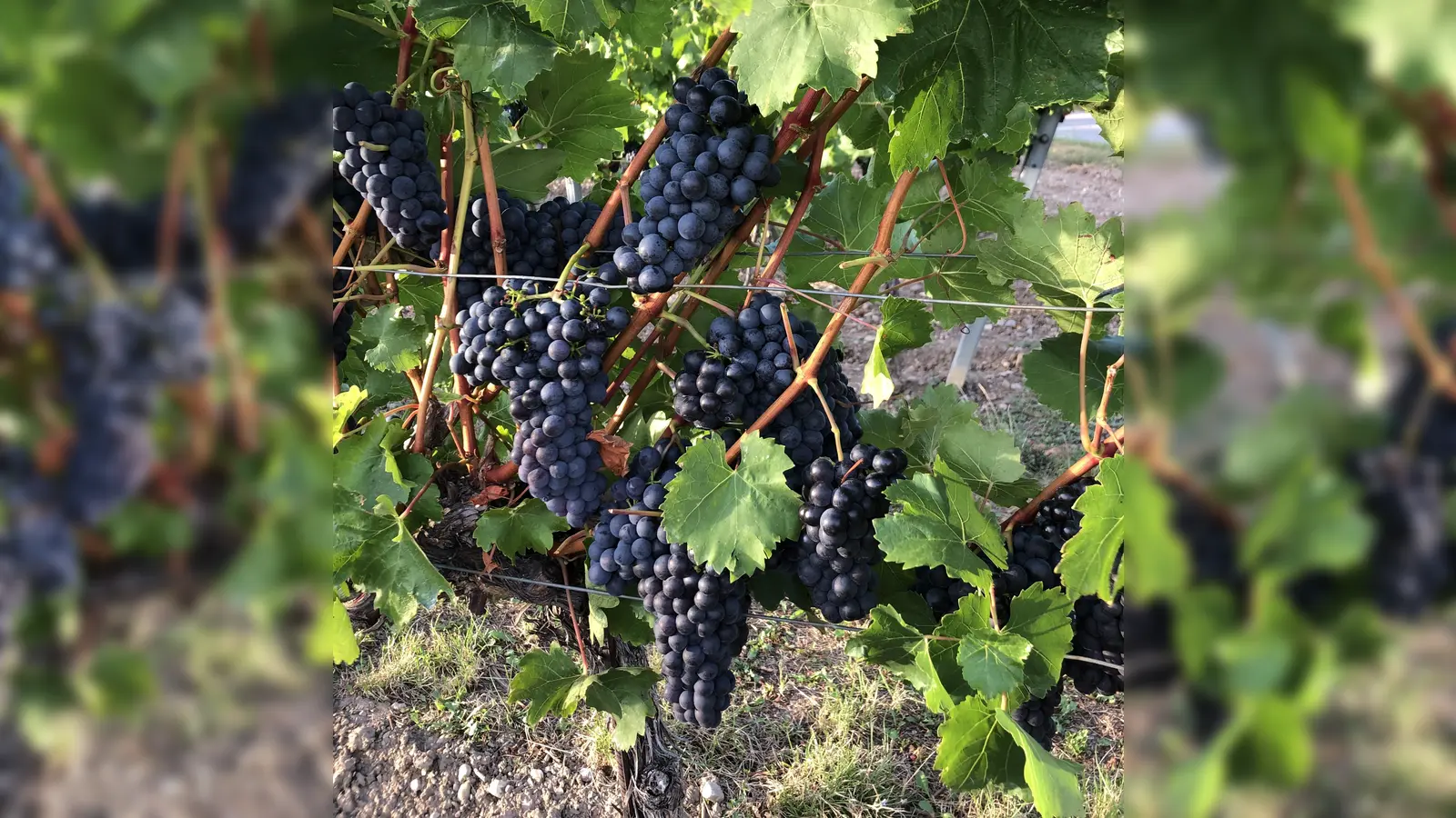 Einen guten Tropfen aus Frankreich gibt es beim Abend im Pfarrheim. (Foto: hw)