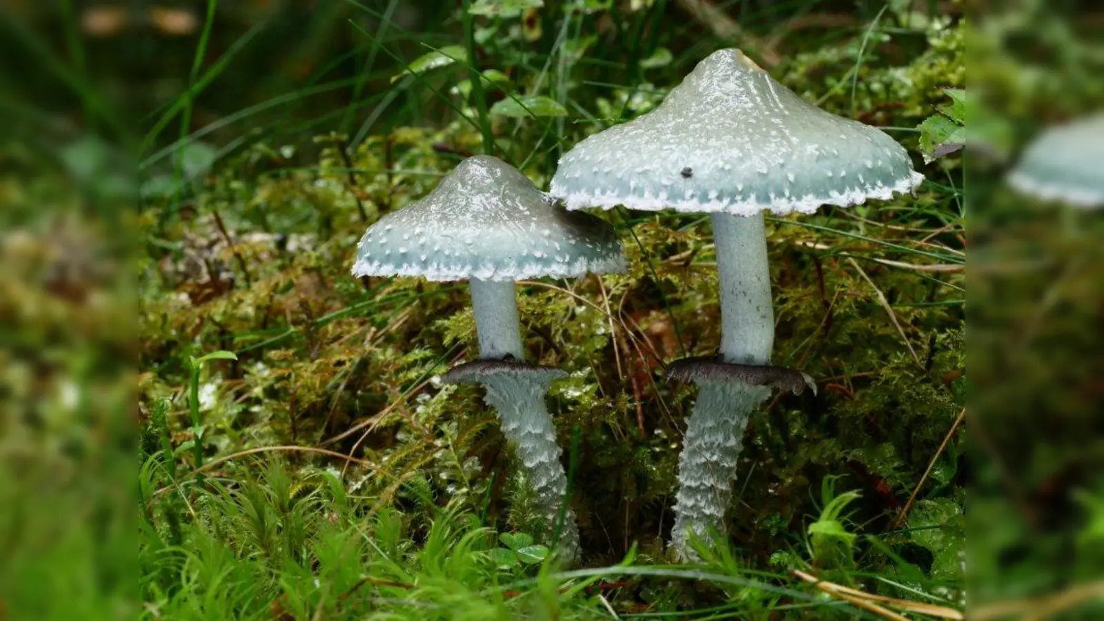 Der Grünspan-Träuschling ist essbar, sein Speisewert wird allerdings sehr unterschiedlich eingeschätzt. (Foto: © Georg Dünzl, Verein für Pilzkunde München e.V.)