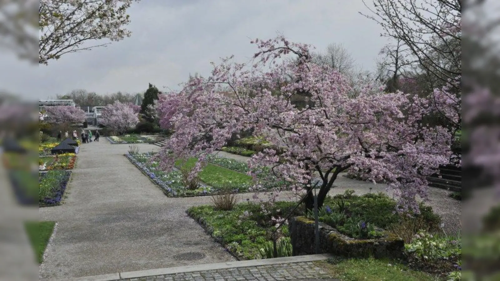 Im Frühling ist der Botanische Garten unbedingt einen Besuch wert. Magnolien und Zierkirschen blühen in aller Pracht. (Foto: Franz Höck, Botanischer Garten München-Nymphenburg)