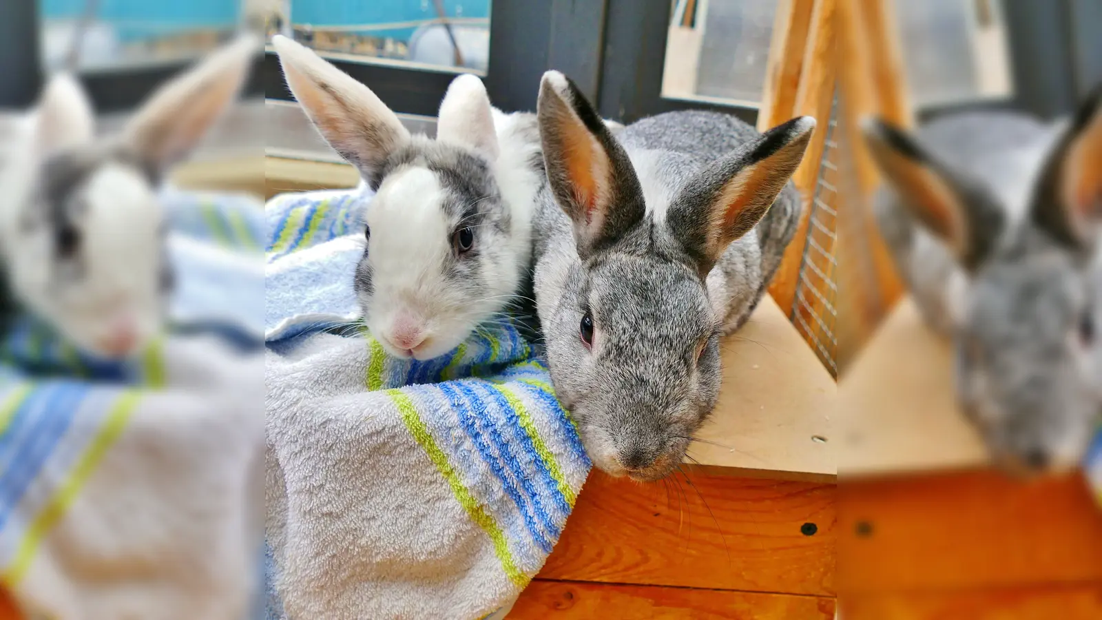 Die beiden Kaninchen „Schein” (grau) und „Schimmer” (grau-weiß) (Foto: Tierheim Riem)