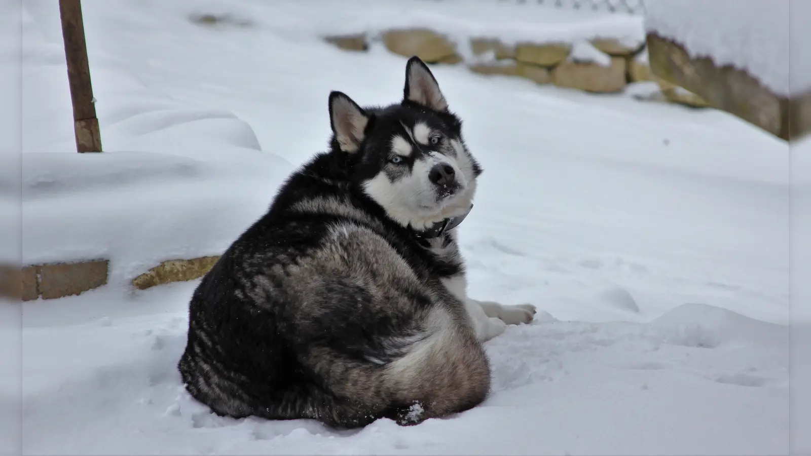 Ein bisschen mehr kostet die Steuer für alle Hunde ab Januar – egal ob es nur ein kleiner Zamperl oder ein ausgewachserer Husky ist.  (Foto: chk)
