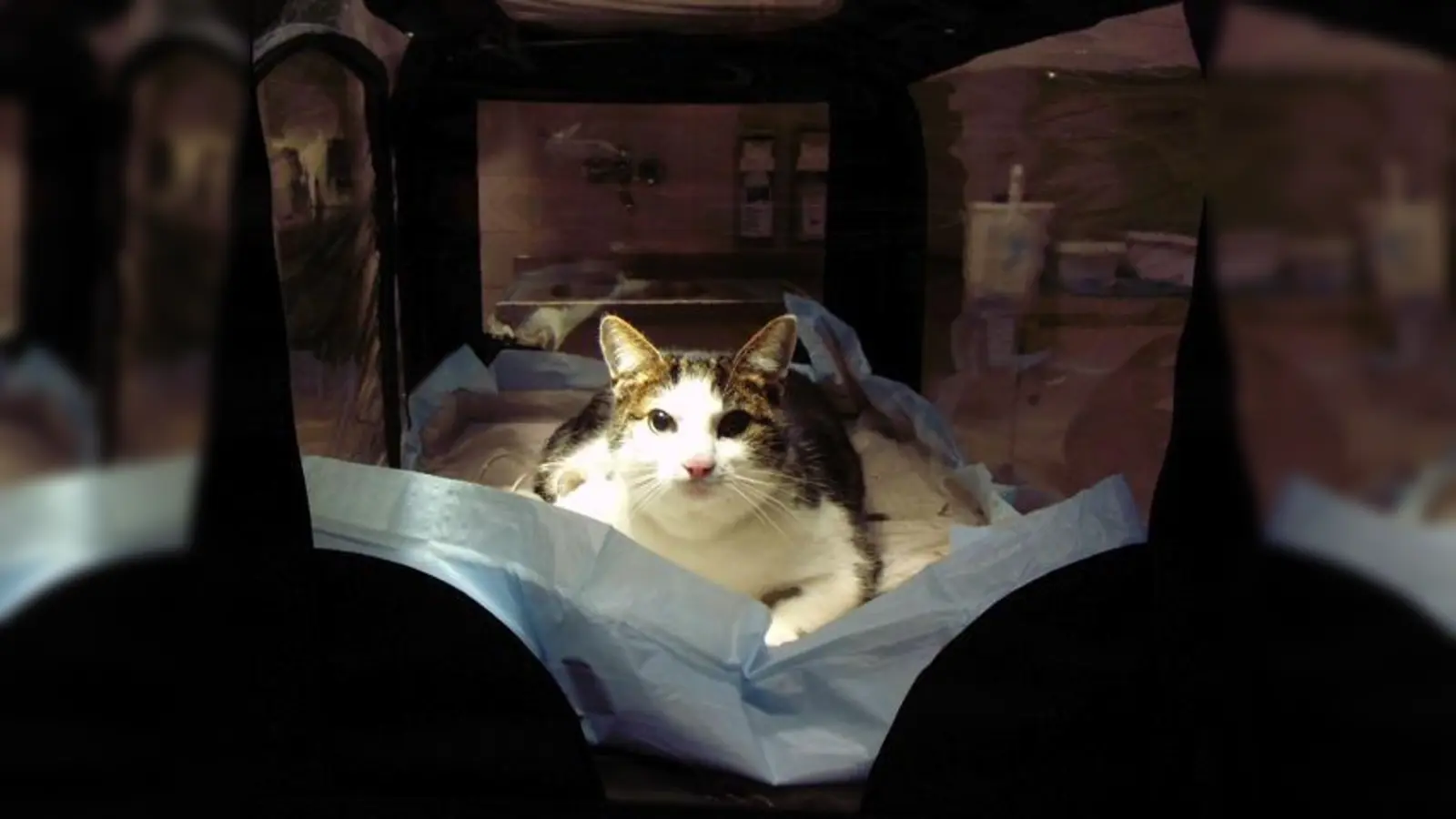 Die angefahrene Katze nach der Erstversorgung. 	 (Foto: Tierrettung München)