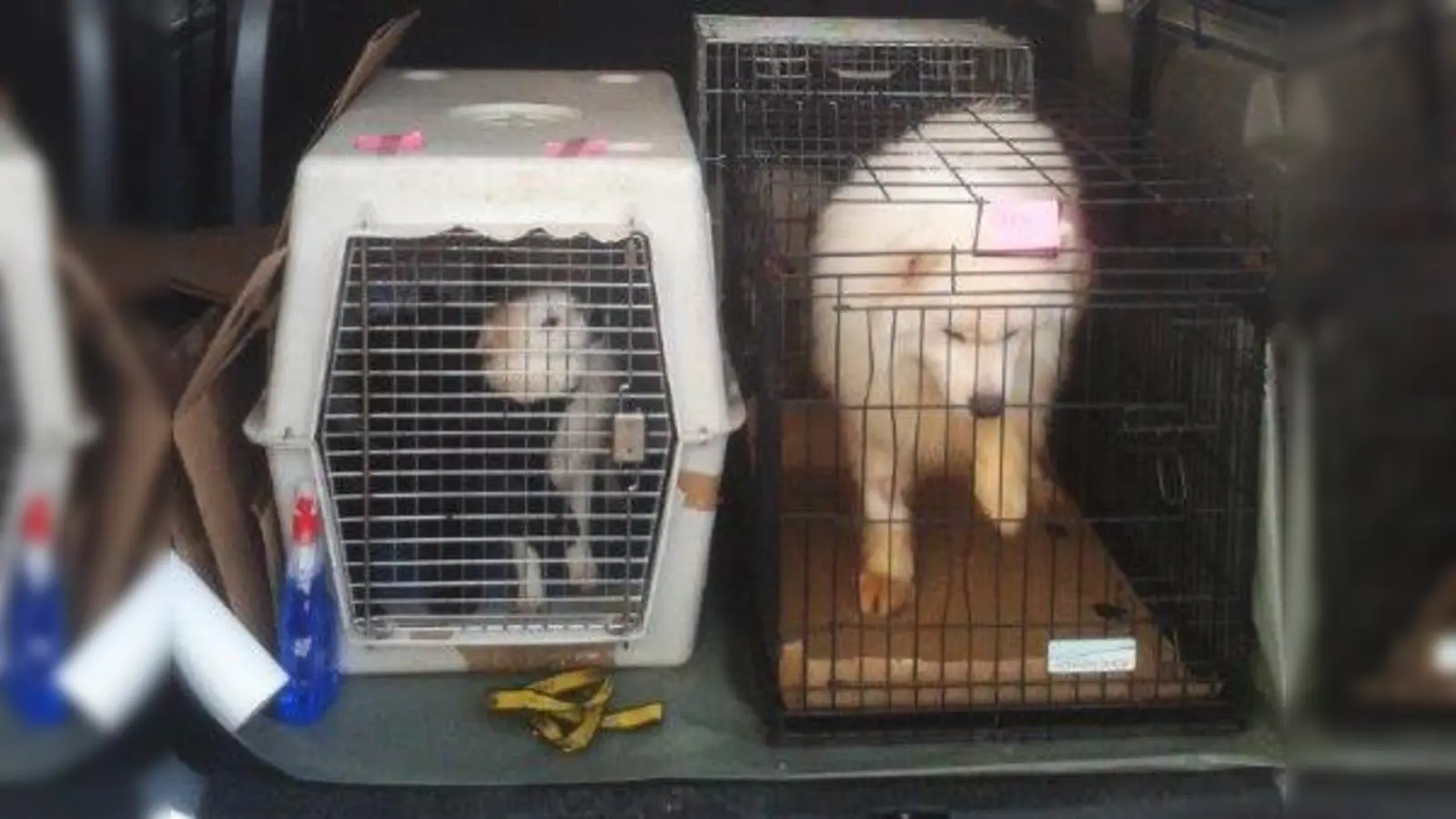 Die Hunde befinden sich nun in „sicheren Händen”.  (Foto: Polizei München)