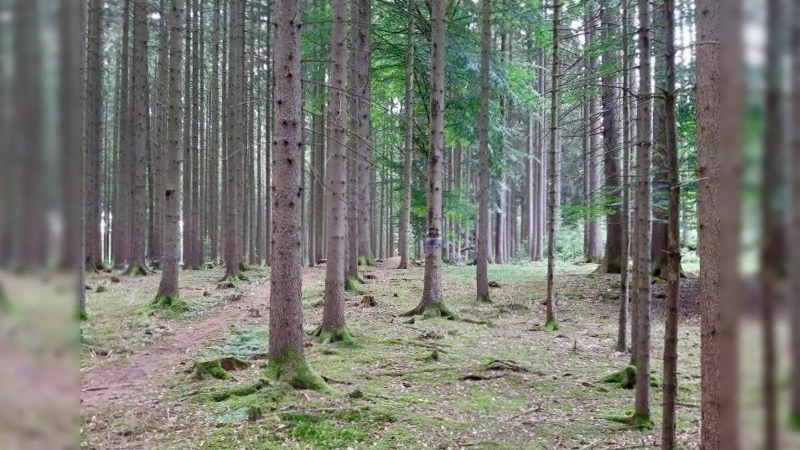 Revierförster Markus Noack: „80 Prozent des Waldes um Gauting herum ist umbaubedürftig.” Nun will Gauting pro Jahr zwei Hektar Wald in Mischwald mit verschiedenen Baumarten umwandeln. (Foto: M.Thiel)