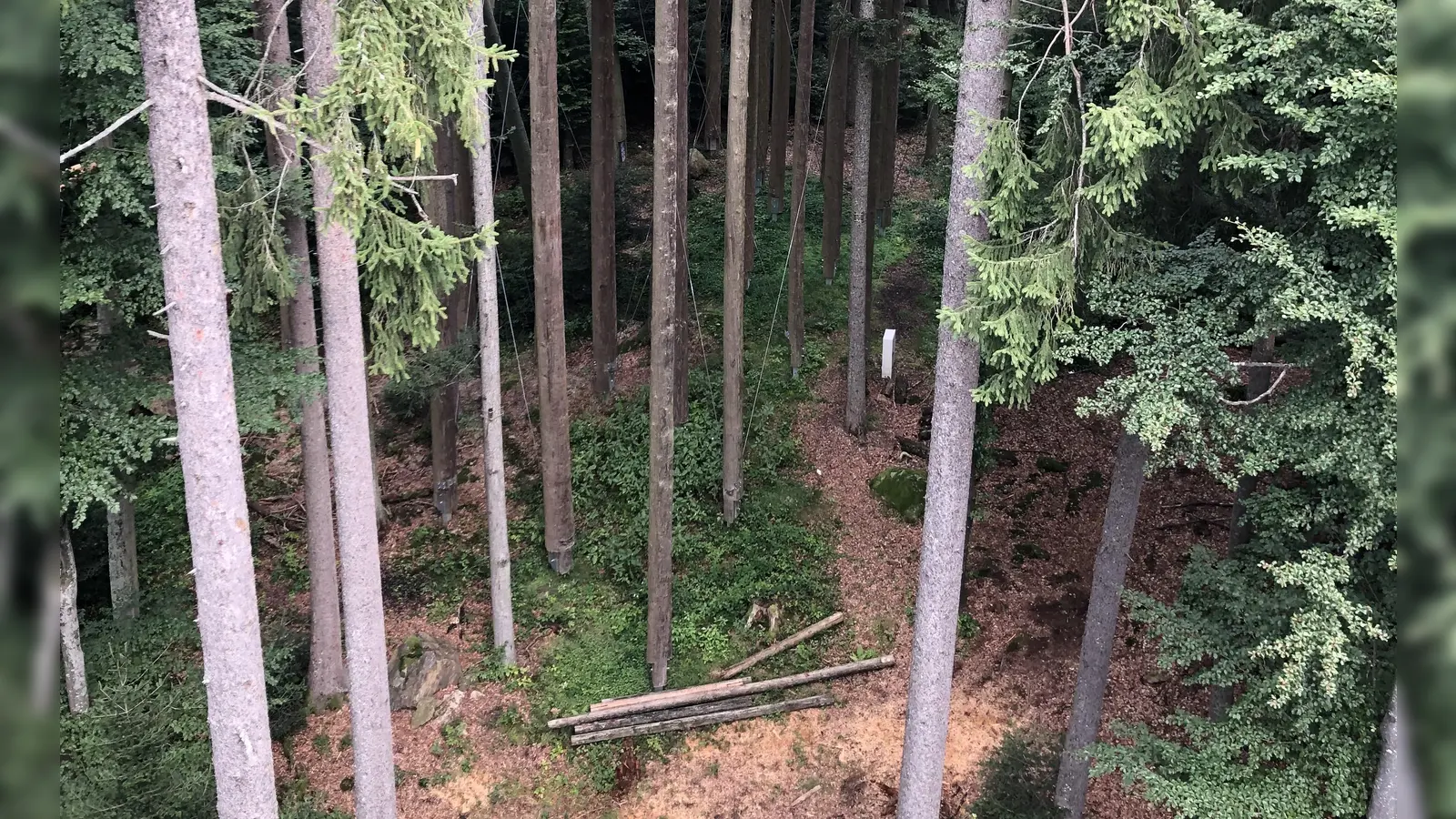 Langanhaltende Trockenperioden machen dem Wald auch im Landkreis München zu schaffen. (Foto: hw)