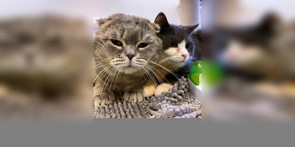 Beiden Schmusekater suchen ein ruhiges Zuhause. (Foto: Tierheim Riem)