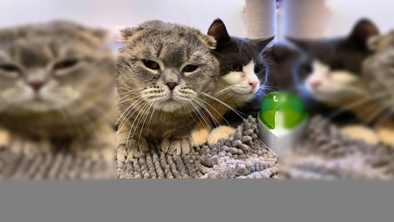 Beiden Schmusekater suchen ein ruhiges Zuhause. (Foto: Tierheim Riem)