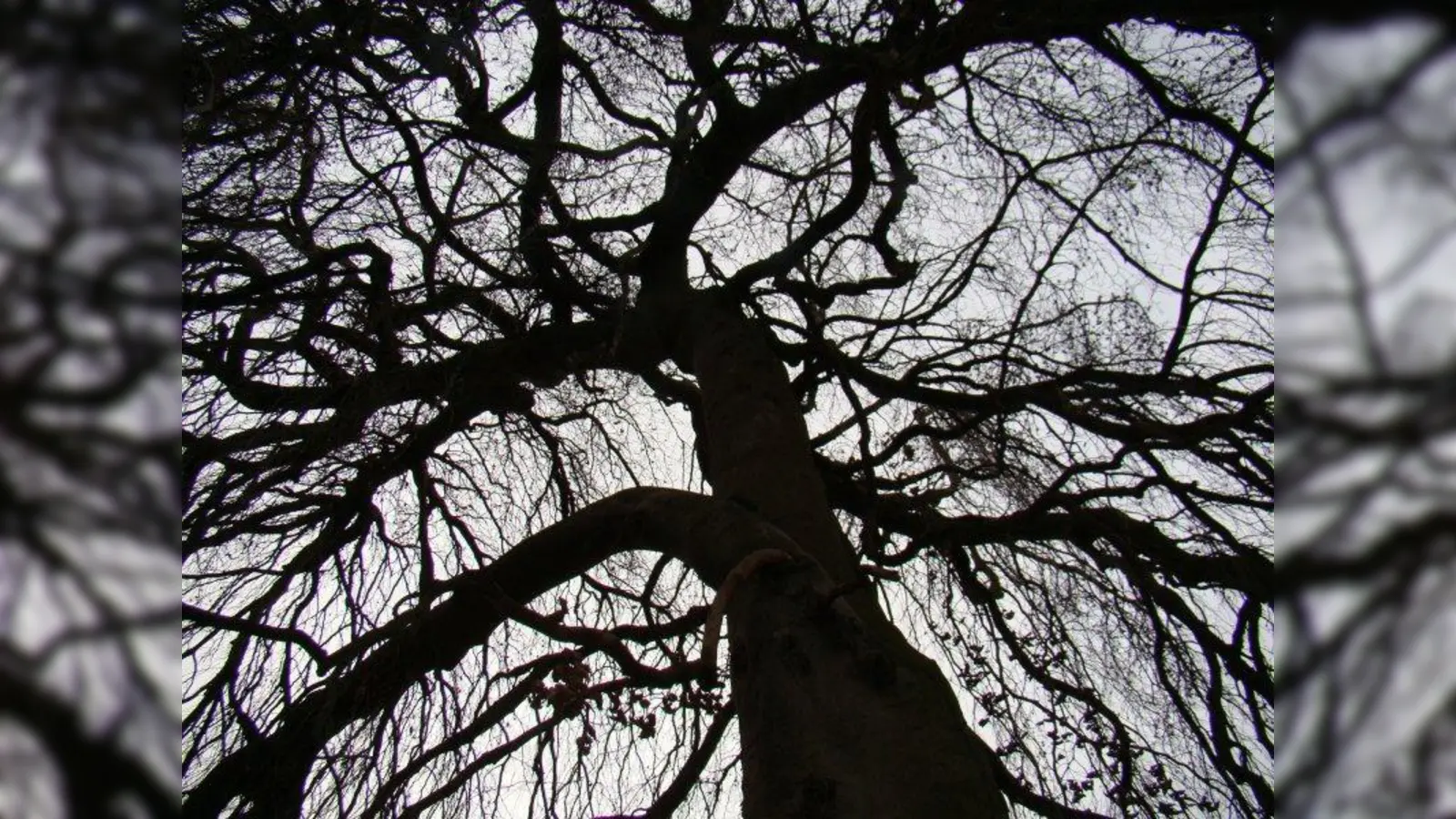 DIe unbelaubten Äste der Hängebuche im Lampertsdörfer-Garten bilden ein bizarres Gebilde. (Foto: pst)