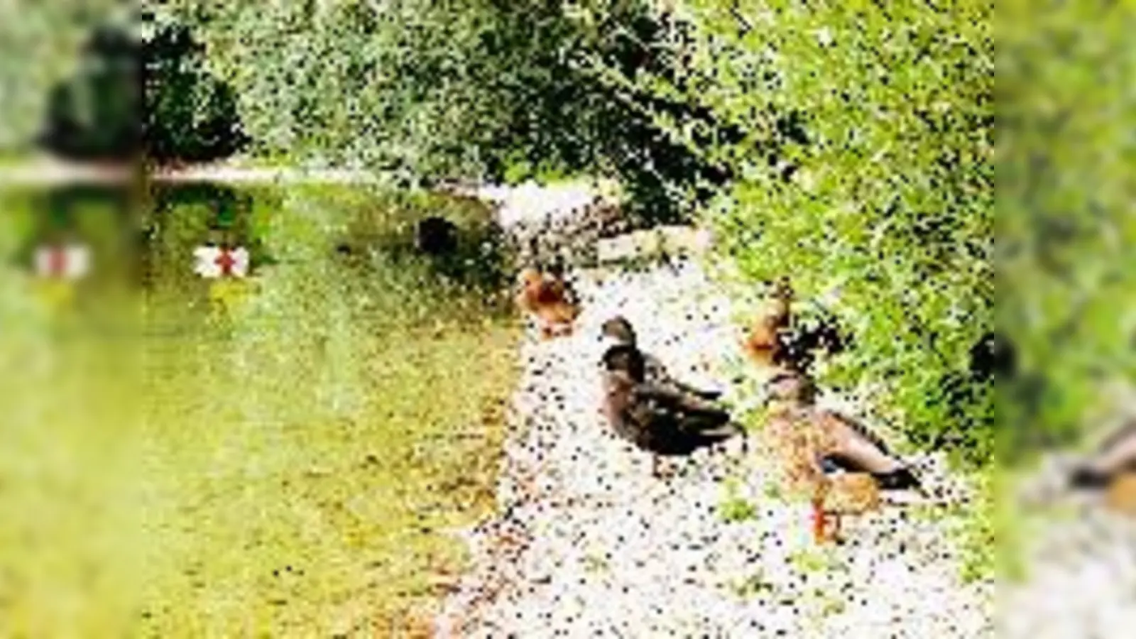 Zurückgelassene oder in den See geworfene Brotzeitreste und übermäßiges Füttern der Wasservögel bringt das gesunde Klima des Sees ins Schwanken.	 (Foto: ta)