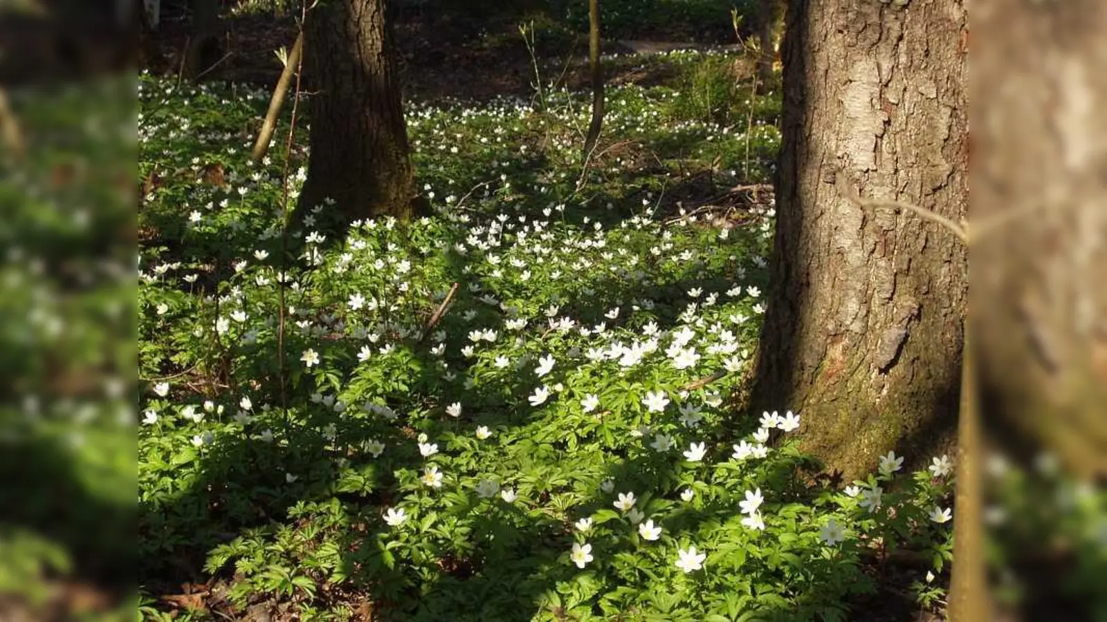 Auch wenn die Natur im Frühling noch so verführerisch daherkommt, bitte beim Waldspaziergang unbedingt auf den Wegen bleiben und Hunde an der Leine führen, um Wildtiere nicht bei der Brutpflege zu stören. (Foto: LRA Ebersberg)