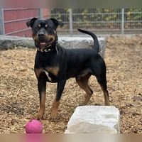 Ronny ist ein kastrierter Rottweiler-Mix. (Foto: Tierheim Riem)